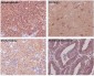 Anti-beta Tubulin TUBB Rabbit Monoclonal Antibody
